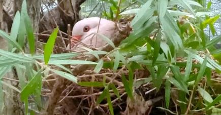 Des Pink Pigeons élevés en captivité  au Gerald Durrell Endangered Wildlife Sanctuary,  à Rivière-Noire.