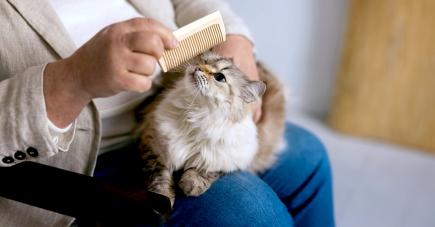 Le Dr Jowad Timol conseille de brosser votre chat entre deux à trois fois par semaine.