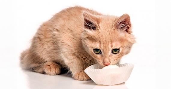 Le chat, qui a un petit intestin,  a besoin d’avoir des repas fréquents et en petite quantité.