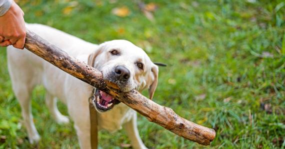 Les chiens rencontrent, tout comme nous, des problèmes de peau dont les pellicules.