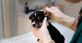 Les oreilles des chiens, de par leur sensibilité, demande de l'attention et des soins.